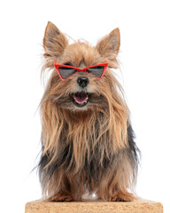 cute little yorkie dog with triangle sunglasses sticking out tongue and panting