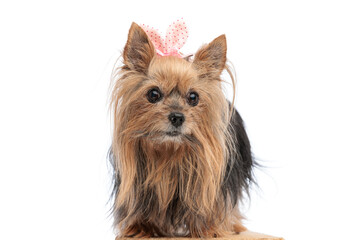 beautiful yorkshire terrier puppy with bow looking forward and standing