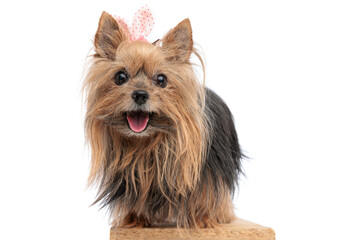 beautiful little yorkshire terrier puppy with bow sticking out tongue