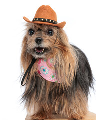 funny yorkshire terrier dog wearing cowboy hat and pink bandana