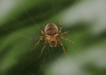Drawing Spider on its net
