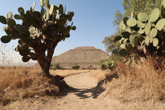 Approaching the Pyramid of the Sun while passing cactuses in a desert-like lanscape, Teotihuacan, Mexico City