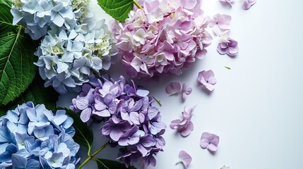 Blooming hydrangeas on white background, copy space