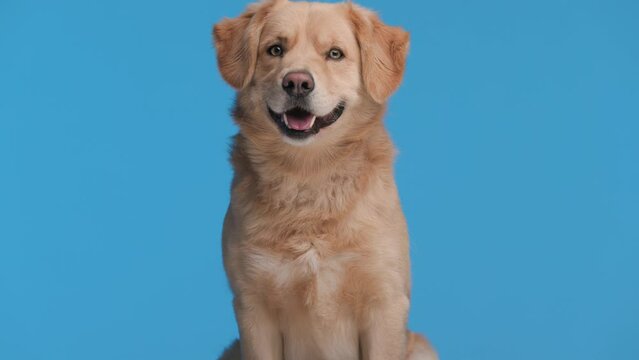 adorable Goldie puppy looking forward while sitting on blue background, exposing its tongue
