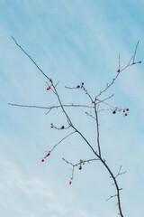 dry tree branches against the sky 