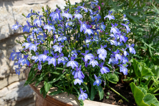 Blue garden lobelia (lobelia erinus) flowers in bloom