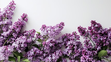 Sprig of fragrant lilacs on white background. Minimalistic design. Copy space