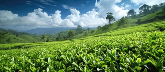 Foto op Aluminium Tea plants lushly carpet a hillside, beneath the open sky. © TheWaterMeloonProjec
