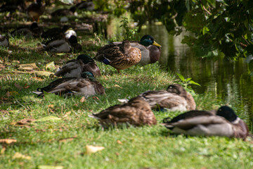 Ducks resting