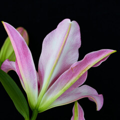 lily flower growing on a black background