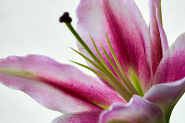 lily flower growing on a white background