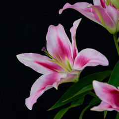 lily flower growing on a black background