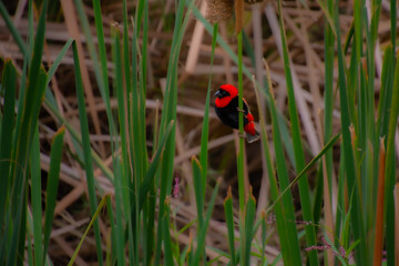 Pretty specimen of southern red bishop perched on the edge of a river in South Africa