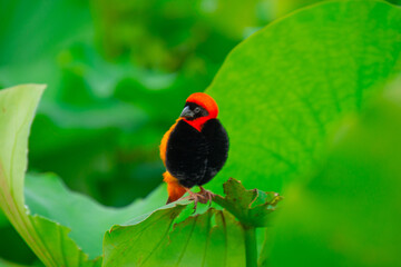 Pretty specimen of southern red bishop perched on the edge of a river in South Africa