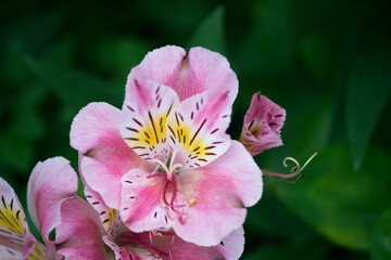 Obraz premium Fascinating alstroemeria flowers with an exotic feel
