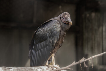 Pretty specimen of vulture perched in the great savannah in South Africa