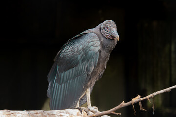 Pretty specimen of vulture perched in the great savannah in South Africa