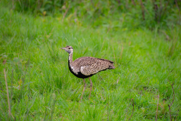 pretty specimen of Red-crested Korhaan walking in the savannah in South Africa