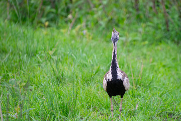Naklejka premium pretty specimen of Red-crested Korhaan walking in the savannah in South Africa