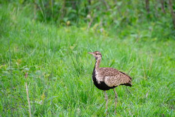 Obraz na płótnie Canvas pretty specimen of Red-crested Korhaan walking in the savannah in South Africa