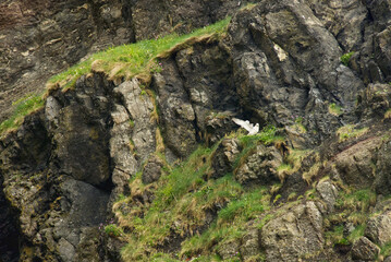 Nistplatz von Möwen in einer Felswand am Gobbins Cliff auf Nord Irland