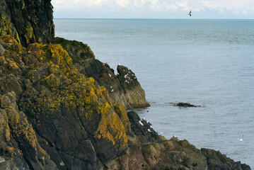 Möwen in einer Felswand am Gobbins Cliff auf Nord Irland