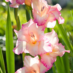 blooming pink gladiolus flowers in summer