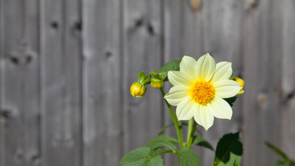 lonely flower. A beautiful bright yellow Dahlia called Mystic Illusion