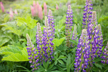 Purple lupins. Beautiful colorful blooming lupine flower on green background. Flower field