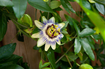 Blue passion flower (Passiflora caerulea)
