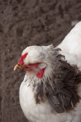 portrait of a white  chicken