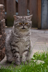 gray cat sits in the grass near a brick wall