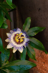 Blue passion flower (Passiflora caerulea)