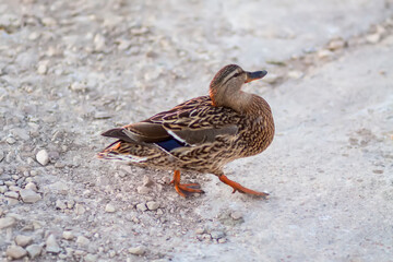 Wild duck bird on the asphalt road.