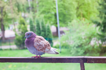 Pigeon bird on the old balcony railing.