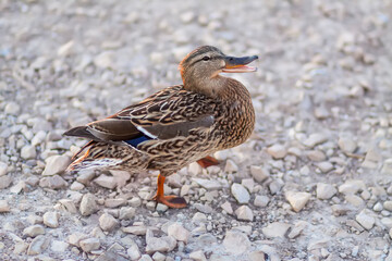 Wild duck bird on the asphalt road.