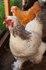 Portrait of a white chicken Brahma Isabel breed.