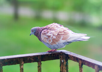 Pigeon bird on the old balcony railing.