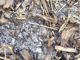 Remains of burnt banana leaves on the ground