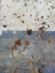 Nasty pigeon dung makes the floor dirty 1