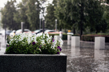 
Flower bed on the street on rainy background
