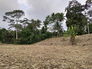 Obraz premium leftover dried sugar cane leaves in plantations