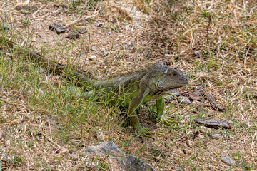 Iguana verde México