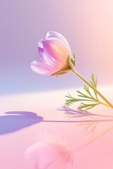 Delicate Pulsatilla flower standing diagonally on pastel purple pink background. Minimal spring concept. 