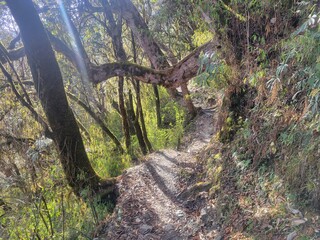 Beautiful forest hiking trail, annapurna conservation area Nepal