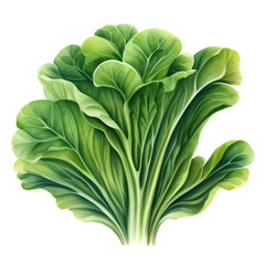 Fototapeta na wymiar lettuce watercolor illustration sketch isolated no background
