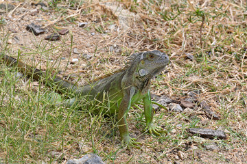 Iguana verde en México 