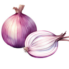 onion watercolor illustration sketch isolated no background
