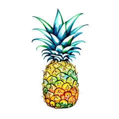 pineapple watercolor illustration sketch isolated no background
