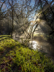 Mystic Morning: Sun Rays Through Forest Mist